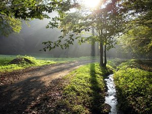 Lesnícky náučný chodník Malý Borkút