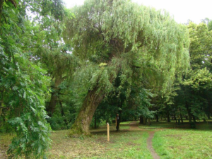 Lesnícky náučný chodník Park Parchovany
